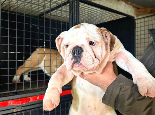 Üst Düzey Ingiliz Buldog Yavrular görsel