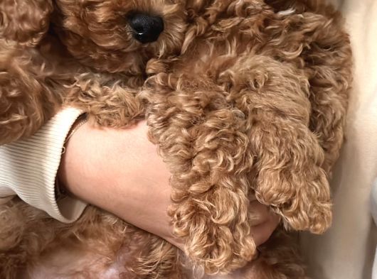 Poodle Yavrular Evdoğumu görsel