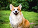 EĞİTİMLİ CORGİ YAVRU