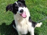 Eğitimli border Collie yavru