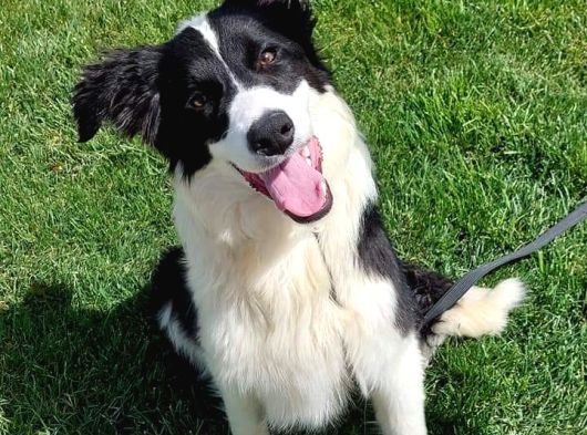 Eğitimli Border Collie Yavru