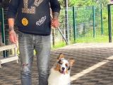 Eği̇ti̇mli̇ Secereli̇ 8 Aylik Avustralya Çoban Köpeği̇