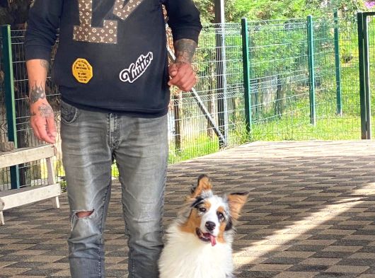Eği̇ti̇mli̇ Secereli̇ 8 Aylik Avustralya Çoban Köpeği̇ görsel