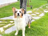 EĞİTİMLİ SECERELİ 8 AYLIK AVUSTRALYA ÇOBAN KÖPEĞİ