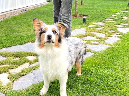 Eği̇ti̇mli̇ Secereli̇ 8 Aylik Avustralya Çoban Köpeği̇
