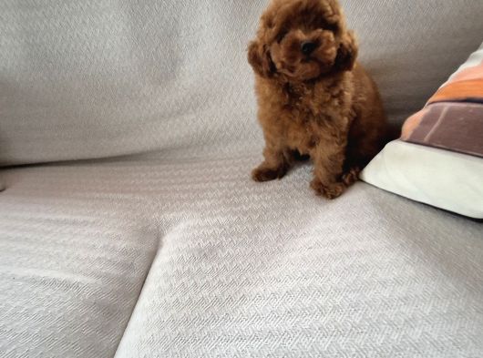 Red Brown Toy Poodle Yavruları İstanbul görsel
