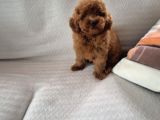 Red Brown Toy Poodle Yavruları İstanbul