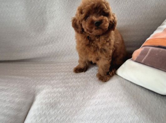 Red Brown Toy Poodle Yavruları İstanbul görsel