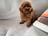 Red Brown Toy Poodle Yavruları İstanbul