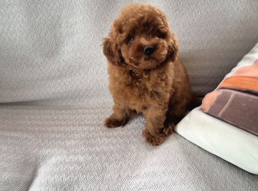 Red Brown Toy Poodle Yavruları İstanbul
