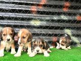 Elizabeth Beagle Yavrularımız Hazır