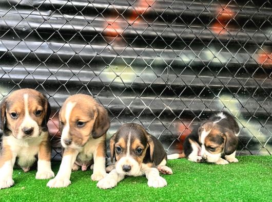 Elizabeth Beagle Yavrularımız Hazır görsel