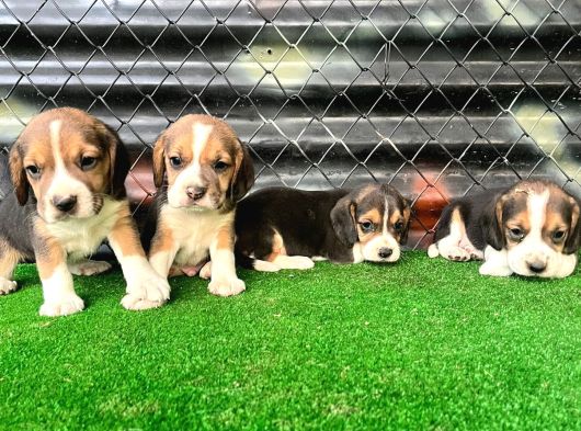 Elizabeth Beagle Yavrularımız Hazır görsel