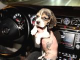 Elizabeth Beagle Yavrularımız Hazır