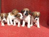JACK RUSSEL BEBEKLER HAZIR