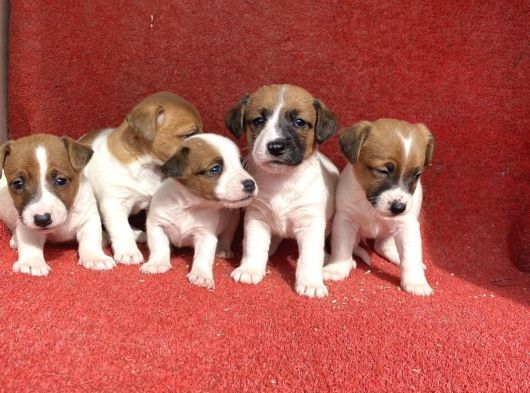 Jack Russel Bebekler Hazir