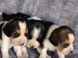 Elizabeth Beagle Yavrularımız Hazır