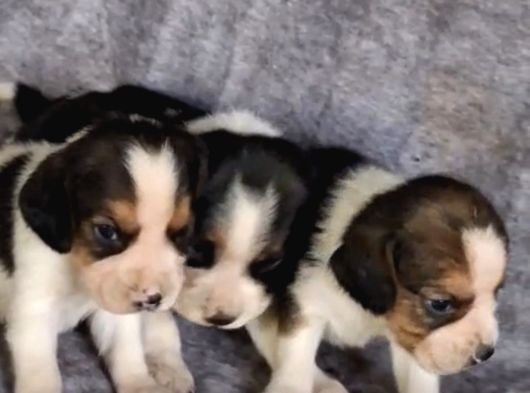Elizabeth Beagle Yavrularımız Hazır görsel