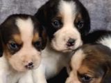 Elizabeth Beagle Yavrularımız Hazır