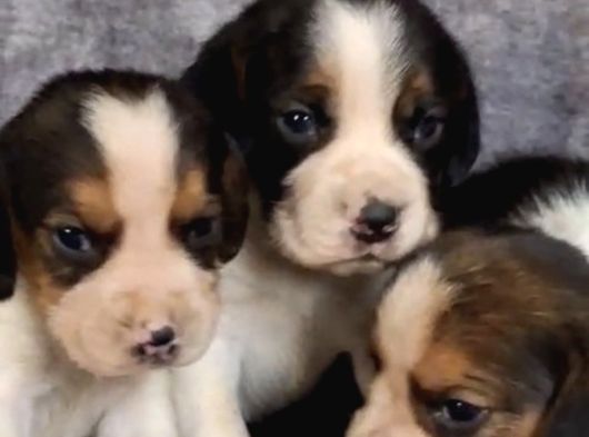 Elizabeth Beagle Yavrularımız Hazır görsel