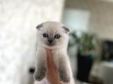 Ev Ortaminda Büyüyen Scottish Fold Blue Poi̇nt Yavrularim
