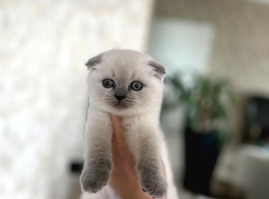 Ev Ortaminda Büyüyen Scottish Fold Blue Poi̇nt Yavrularim görsel