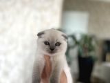 EV ORTAMINDA BÜYÜYEN SCOTTISH FOLD BLUE POİNT YAVRULARIM