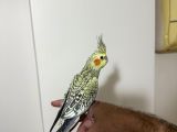 Üst seviye el besleme sultan papağanı fırsat