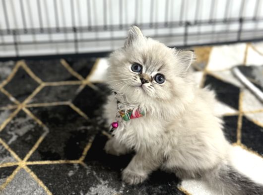 Orjinal Saf Kan Yavrularımız Yeni Yuvasına Gitmeye Hazır
