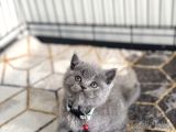 Orjinal Saf Kan Yavrularımız Yeni Yuvasına Gitmeye Hazır