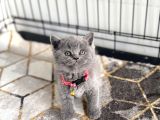 Orjinal Saf Kan Yavrularımız Yeni Yuvasına Gitmeye Hazır
