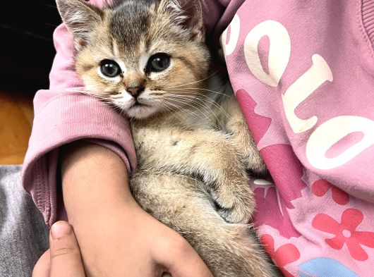 Orijinal Britis Shorthair Black Golden görsel