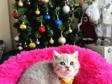 British shorthair silver yavru