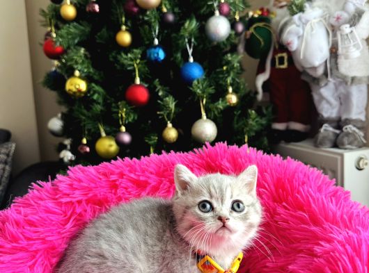 British Shorthair Silver Yavru