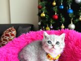 British Shorthair Silver Yavru