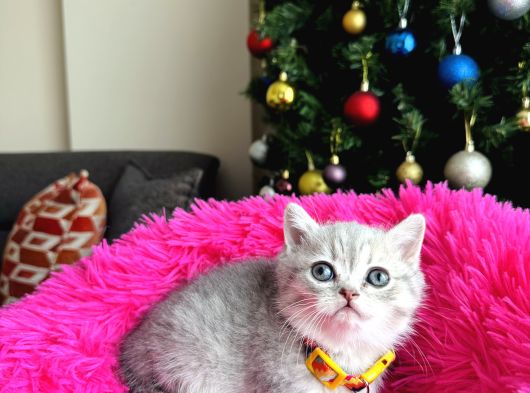 British Shorthair Silver Yavru görsel