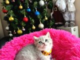 British Shorthair Silver Yavru