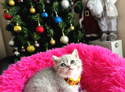 British Shorthair Silver Yavru görsel