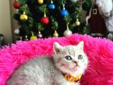 British Shorthair Silver Yavru
