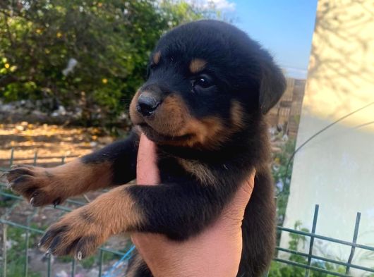 Rottwei̇ler Yavrularimiz görsel