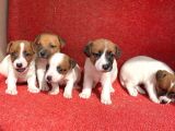 Jack Russel Bebekler Hazir