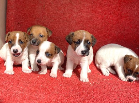 Jack Russel Bebekler Hazir görsel