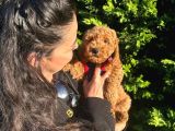 Poodle yavrular evdoğumu