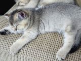 Orijinal Britis Shorthair Black Golden
