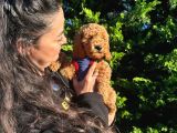 Poodle Yavrular Evdoğumu