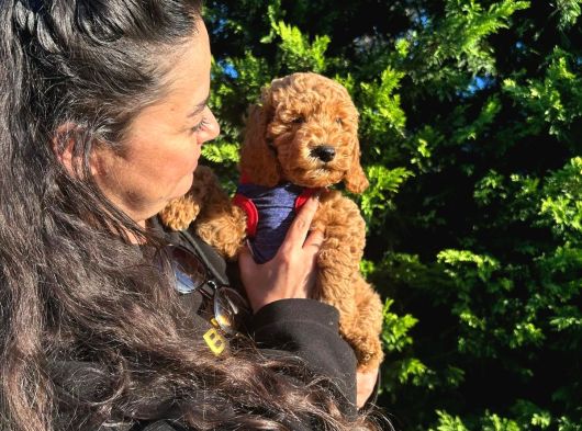 Poodle Yavrular Evdoğumu görsel