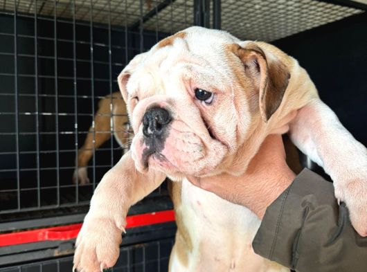 Üst Düzey Ingiliz Buldog Yavrular görsel