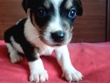 Jack Russel Bebekler Hazir