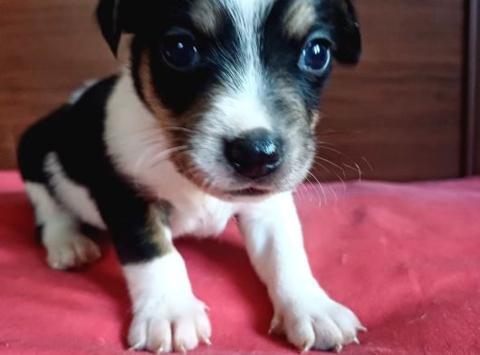 Jack Russel Bebekler Hazir görsel