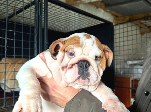 Üst Düzey Ingiliz Buldog Yavrular